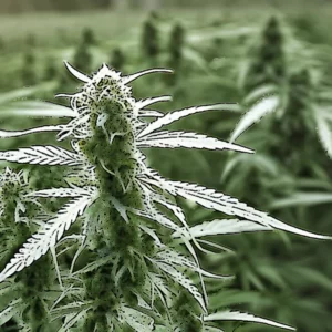 Artistic representation for OSU receives $5 . 5 million from USDA to help grow market for hemp - based industrial products.