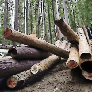 Artistic representation for Canada : Federal watchdog finds police violated rights of anti - logging activists.